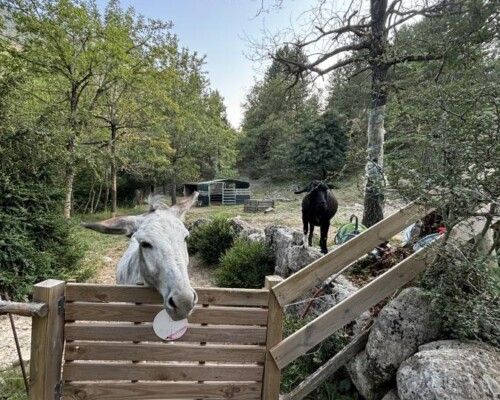 L'âne et la chèvre du camping